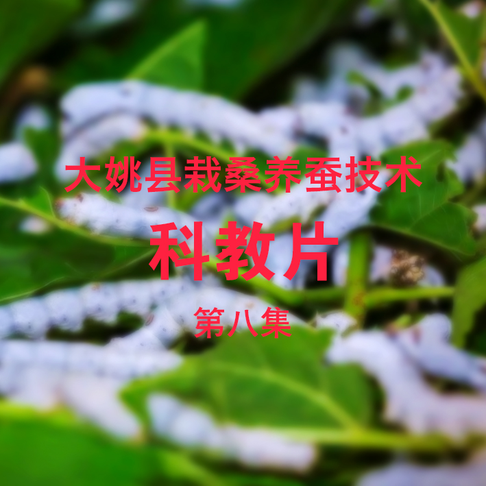 栽桑养蚕科教片08